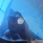 Review photo – Motorcycle Universal Anti-Fog Insert